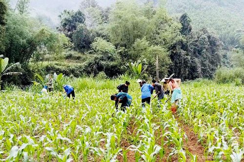Nghinh Tường - miền quê xanh