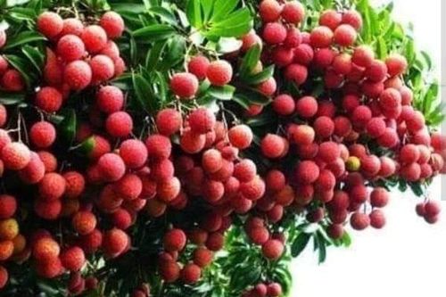 Vải thiều Lục Ngạn