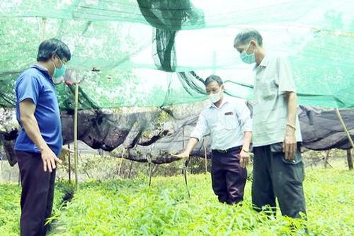 Chấm dứt điệp khúc 'chặt - trồng, trồng - chặt', nông dân Bình Phước làm giàu từ những cây trồng mới bằng lối đi riêng