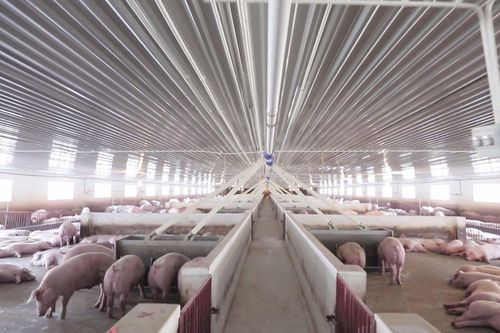 Giá lợn tăng cao, quỹ ngoại Pyn Elite trở thành cổ đông lớn của Dabaco