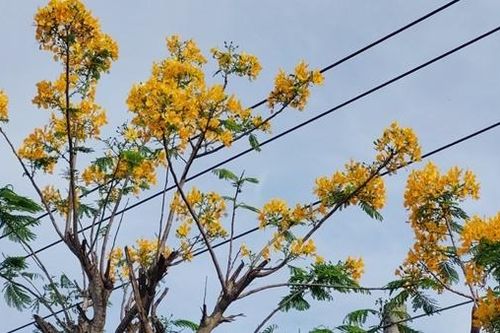 Độc lạ cây phượng ra hoa màu vàng ở Sóc Trăng