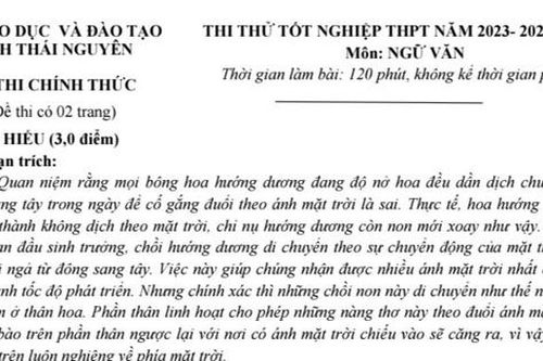 Hãy luôn nhìn về phía ánh sáng là điều ta học được từ hoa hướng dương
