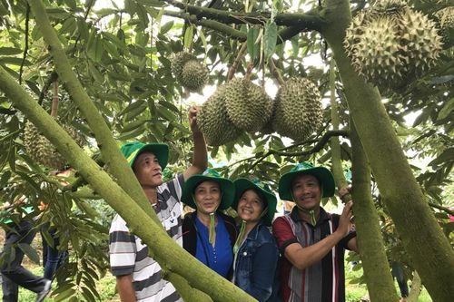 Phân bón Phú Mỹ: Bí quyết cho cây dưa và sầu riêng ở miền Trung – Tây Nguyên những mùa bội thu