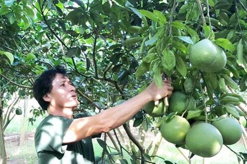 Xây dựng vùng trồng bưởi đạt tiêu chuẩn xuất khẩu
