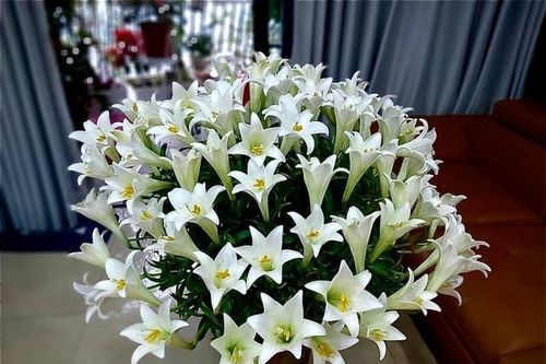 Hoa loa kèn muốn đẹp và tươi lâu cần dùng một trong 3 thứ thuốc này
