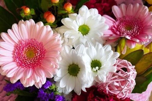 Cách dùng hoa đồng tiền chữa ho