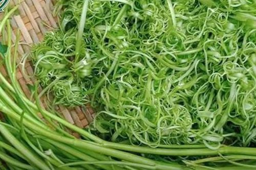 Nhiễm sán lá gan lớn do thói quen thích ăn rau muống, rau ngổ sống