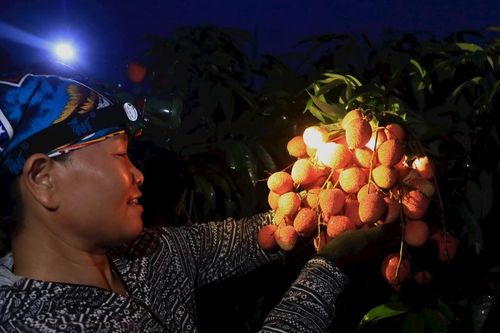Chong đèn thu hoạch vải