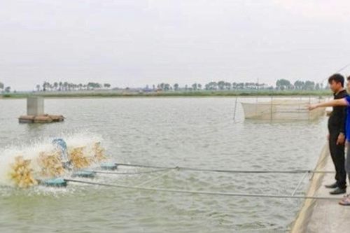 Hà Nội hỗ trợ xử lý môi trường cho hơn 2.000ha nuôi trồng thủy sản