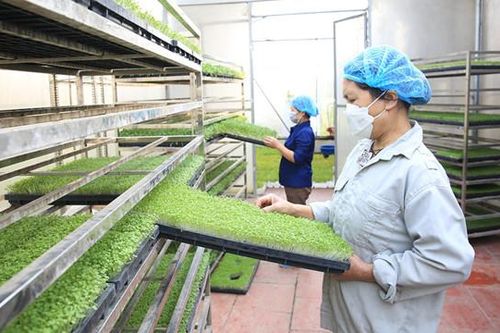 Hà Nội nhân rộng diện tích sản xuất theo tiêu chuẩn VietGAP