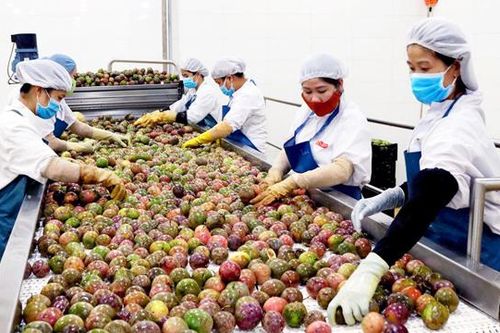 Tháo gỡ khó khăn nội tại cho xuất khẩu rau quả