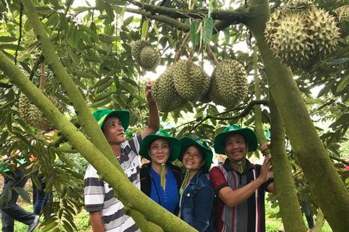 Phân bón Phú Mỹ: Bí quyết cho cây dưa và sầu riêng ở miền Trung-Tây Nguyên những mùa bội thu
