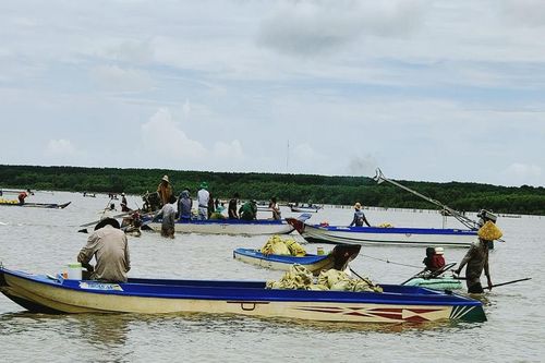 Cà Mau chỉ đạo 'nóng' sau nạn khai thác nghêu giống tràn lan