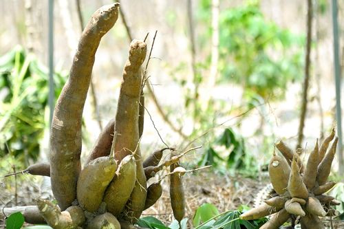 Nông dân trồng khoai mì giải tỏa nỗi lo bệnh khảm lá