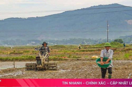Hà Tĩnh gieo cấy đạt hơn 63% kế hoạch vụ lúa hè thu