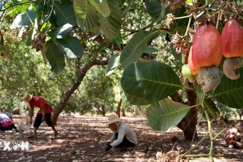 Nắng hạn kéo năng suất của 'thủ phủ điều' Bình Phước thấp nhất trong 4 năm qua
