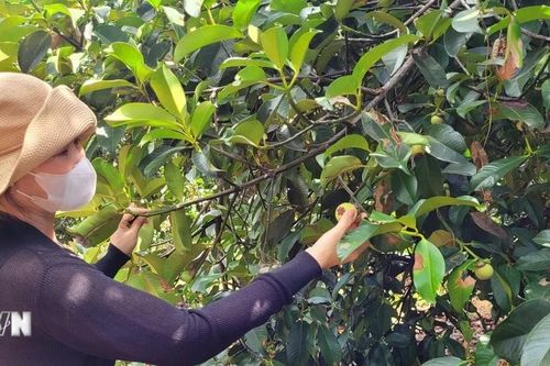 Lễ hội đậm nét văn hóa miệt vườn Lái Thiêu khai mạc ngày 15/6