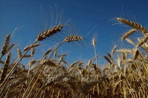 Các nước nhập khẩu lúa mì chật vật do giá tăng mạnh