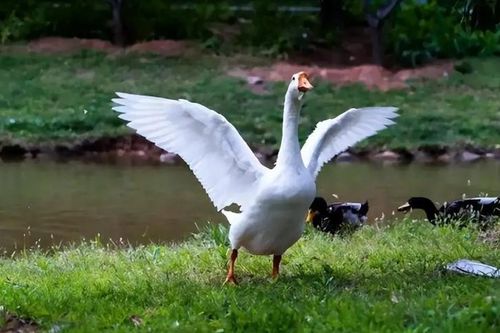 Bí ẩn ghê rợn việc động vật lại sợ ngỗng? Ở đâu có ngỗng thì không có rắn là vì điều này!