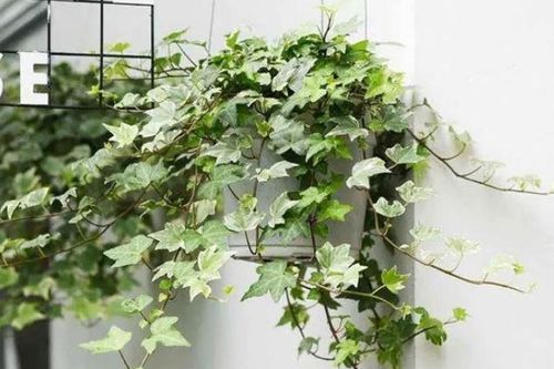 Người thông minh bí mật trồng 6 cây cảnh trong nhà: Vừa gia tăng vận khí lại biết 'nuốt' bụi bẩn, làm đẹp không gian