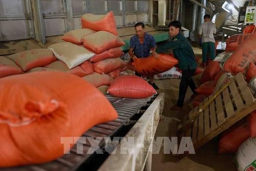 Xuất cấp gạo hỗ trợ nhân dân 5 địa phương dịp giáp hạt năm 2024