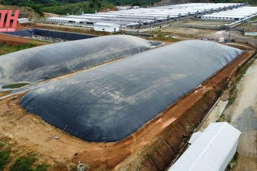 Yêu cầu trang trại chăn nuôi lợn tại xã Tân Phúc không tái đàn nhằm khắc phục triệt để môi trường