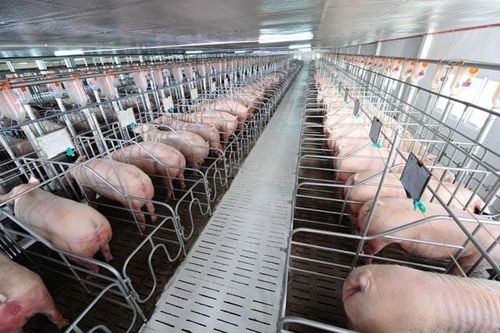 'Ông lớn' C.P, MEATLife, BAF, HAGL... chiếm bao nhiêu thị phần nuôi heo tại Việt Nam?