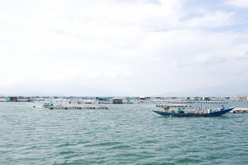 Tình trạng nuôi biển trái phép: Cần có những giải pháp quyết liệt