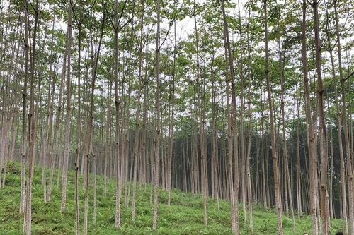 Phấn đấu có ít nhất 20% diện tích rừng trồng được cấp chứng chỉ rừng bền vững, chứng chỉ hữu cơ vào năm 2025