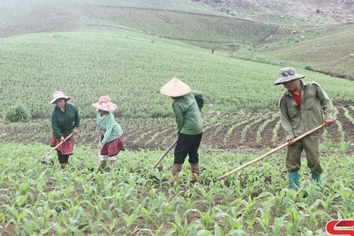Vào mùa gieo trồng ngô giống