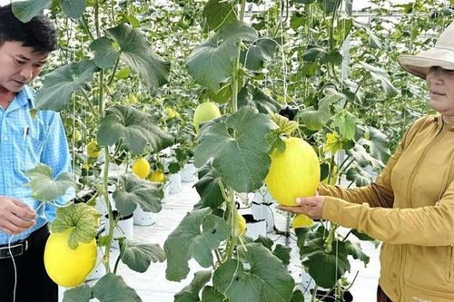 Dưa lưới công nghệ cao bén duyên rú cát