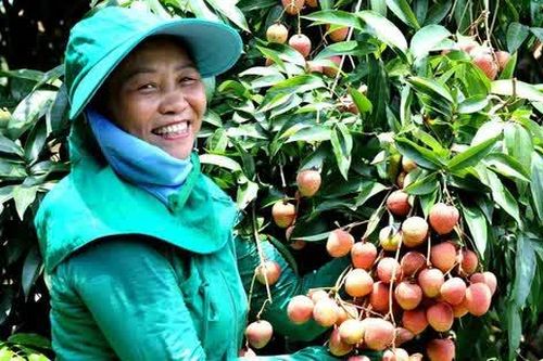 Bắc Giang: Bắt đầu thu hoạch vải thiều sớm ở Phúc Hòa (Tân Yên)