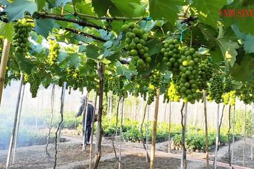 Cây ăn quả bén rễ đất đồi, nông dân Hà Nam thu lời đậm