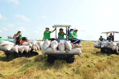Khắc phục những điểm yếu trong xuất khẩu gạo, rau quả