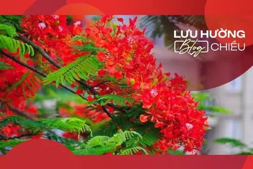 Tháng 5 - lại một mùa hoa nở