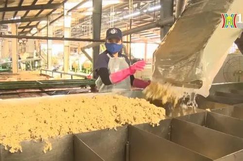 Giá cao su tăng đạt đỉnh trong vòng 5 năm