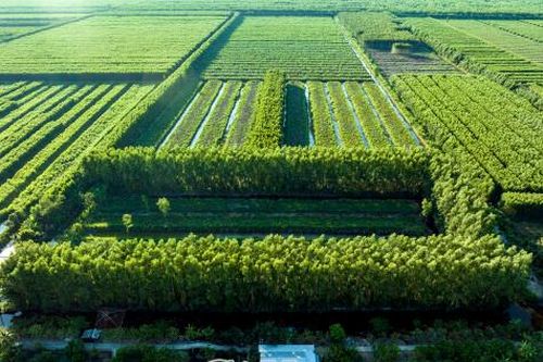 Phát triển kinh tế rừng U Minh Hạ