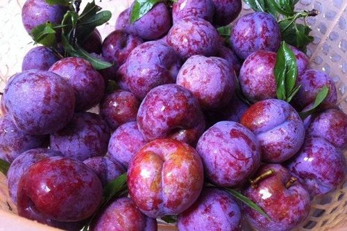 Phân biệt những loại mận phổ biến trên thị trường