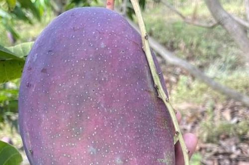 Những loại xoài độc, lạ 'hút' khách