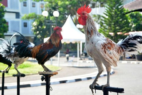 Giống gà biểu tượng quyền lực của hoàng gia cất 'tiếng cười' như người
