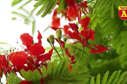 Ngắm con đường rực rỡ hoa phượng đỏ ở Hà Nội