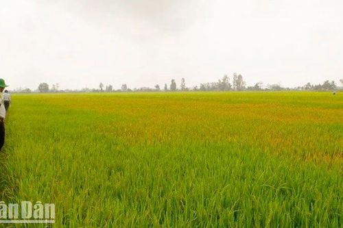 Khởi tố đối tượng 'đầu độc' gần 15.000m2 lúa của hàng xóm