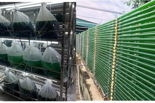 Trồng tảo xoắn Spirulina trong ống kín