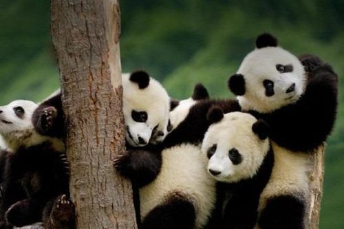 Ngoại giao gấu trúc