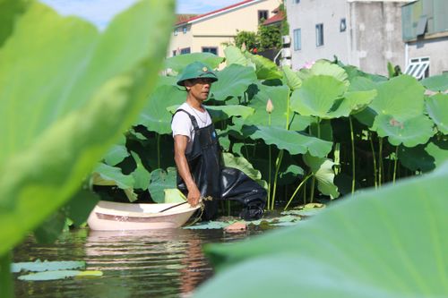 Mùa thu hoạch ngó sen ở ven đô thành phố Hà Tĩnh
