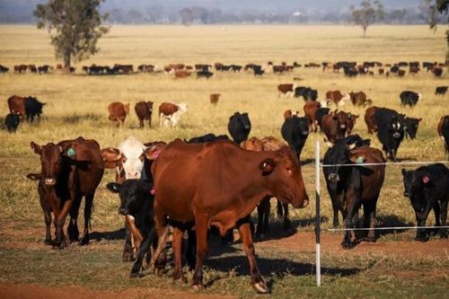 Trung Quốc dỡ bỏ lệnh cấm đối với 5 nhà xuất khẩu thịt bò Australia