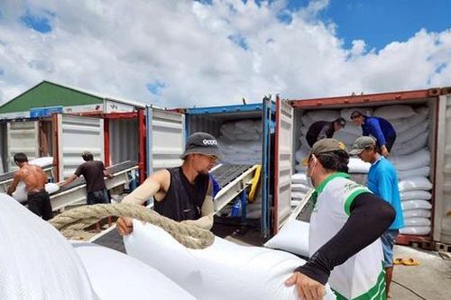 Giá gạo Việt giảm mạnh sau vụ doanh nghiệp bỏ thầu thấp xuất Indonesia