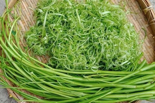 Sán chui vào gan vì ăn rau muống sai cách