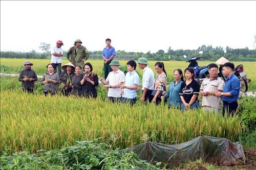 Trình diễn canh tác giống lúa mới kết hợp sử dụng phân bón hữu cơ