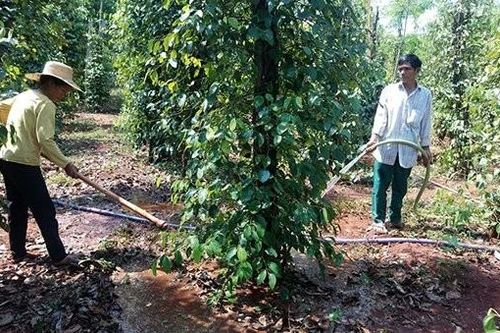 Bình Phước: Nắng nóng kéo dài, năng suất nhiều loại cây trồng giảm sút